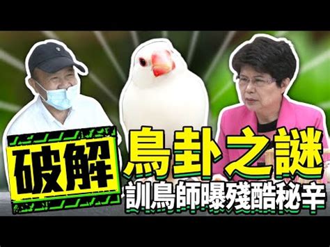 文鳥算命